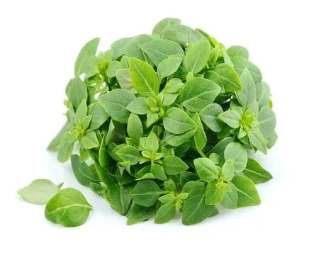Thyme fresh herb. Stock Photos