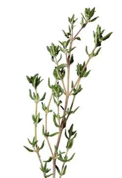 Thyme fresh herbs Stock Photos
