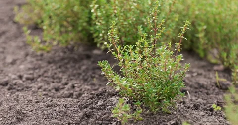 Thyme in the garden bed. Stock Footage 322593119