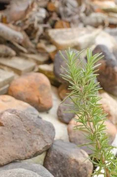 Thyme on garden Stock Photos