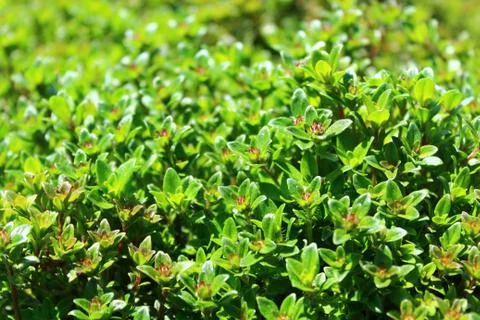 Thyme in the garden Stock Photos