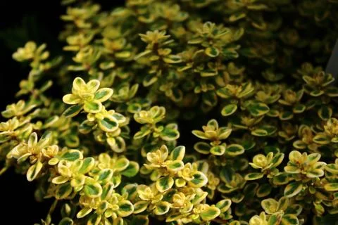 Thyme in the garden Stock Photos