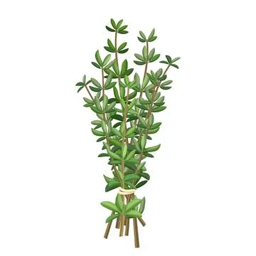 Thyme green plant cartoon vector illustration Stock Illustration
