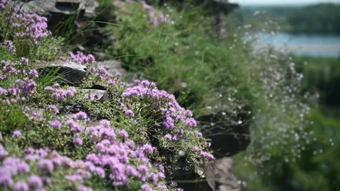 Thyme growing on a mountain slope. Video stock 137526250