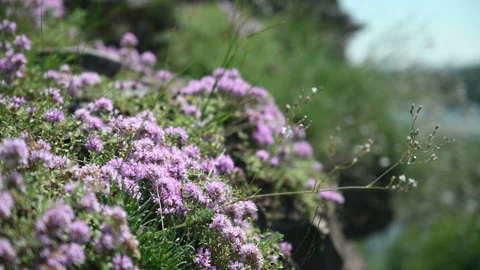 Thyme growing on a mountain slope. Stock Footage 137526285