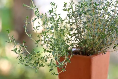 Thyme growing in the pot Stock Photos