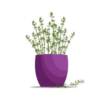 Thyme hand drawn illustration isolated on white background Stock Illustration