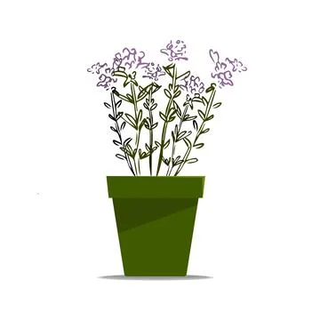 Thyme hand drawn illustration isolated on white background Stock Illustration