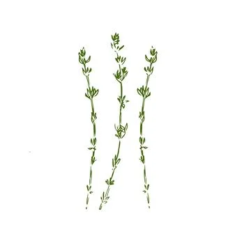 Thyme hand drawn illustration isolated on white background Stock Illustration