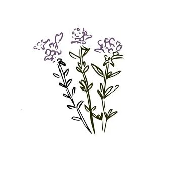 Thyme hand drawn illustration isolated on white background Stock Illustration
