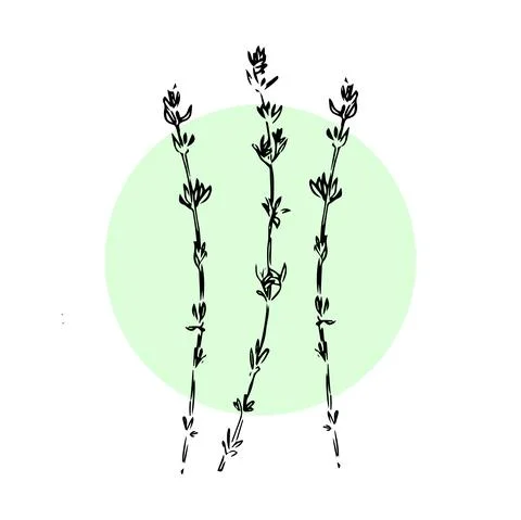 Thyme hand drawn illustration isolated on white background Stock Illustration