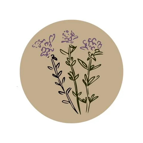 Thyme hand drawn illustration isolated on white background Stock-Illustration