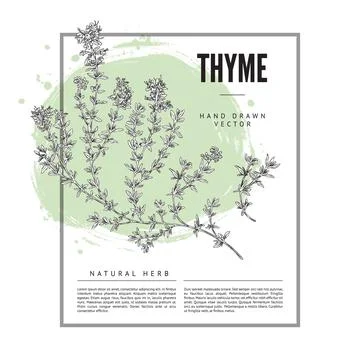 Thyme hand drawn poster template, sketch vector illustration. Stock Illustration