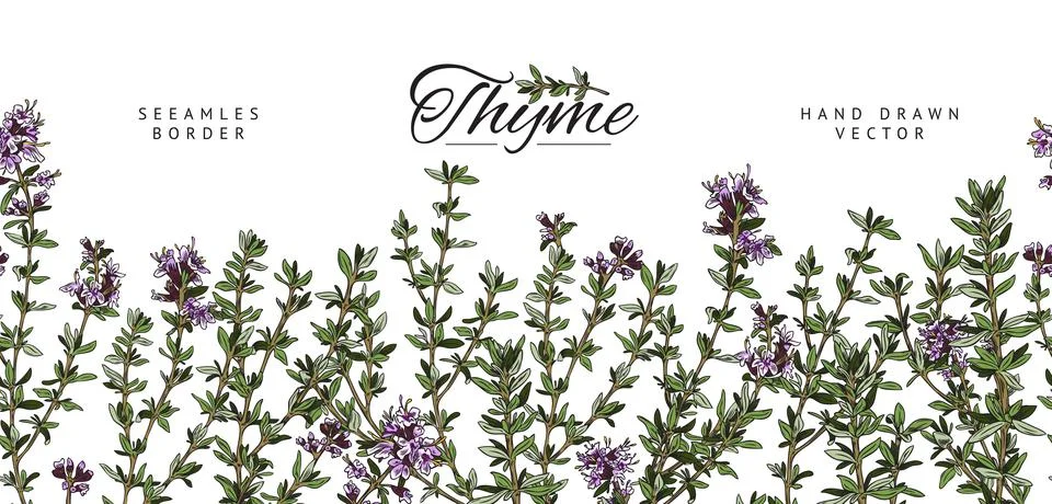 Thyme hand drawn seamless border design sketch vector illustration isolated. Stock Illustration