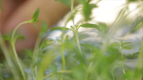 Thyme Harvest Pick Thyme Closeup Stock Footage 99165499