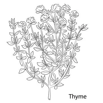 Thyme Herb Garden Stock Illustration