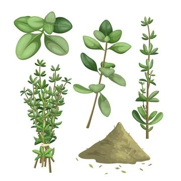 Thyme herb green set cartoon vector illustration Stock Illustration