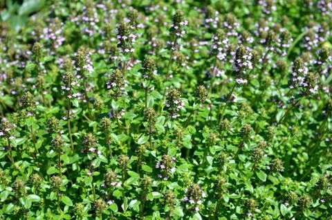 Thyme herb growing in garden. Thymus vulgaris Stock Photos