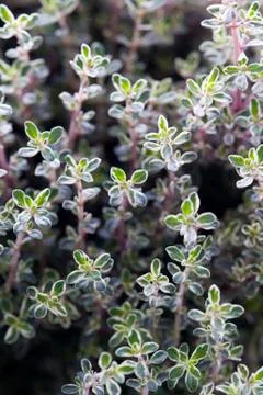 Thyme herb growing Stock Photos