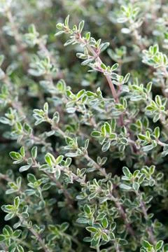 Thyme herb growing Stock Photos