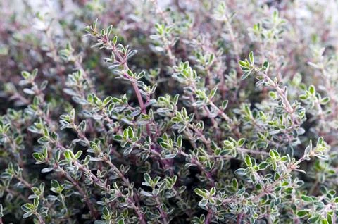 Thyme herb growing Stock Photos