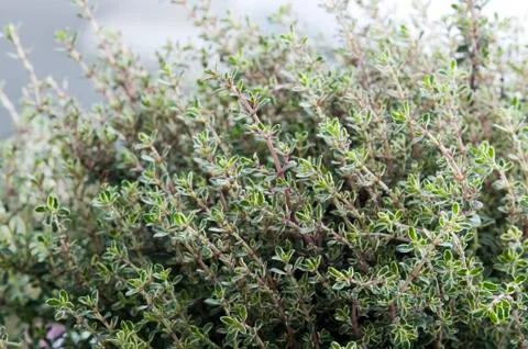 Thyme herb growing Stock Photos