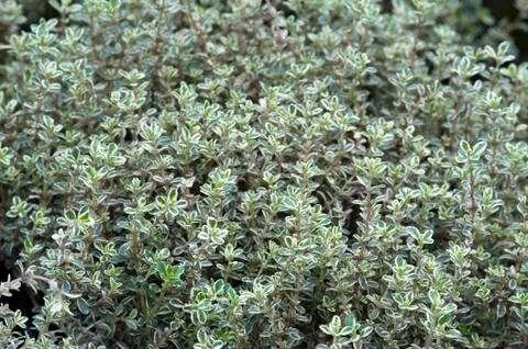 Thyme herb growing Stock Photos