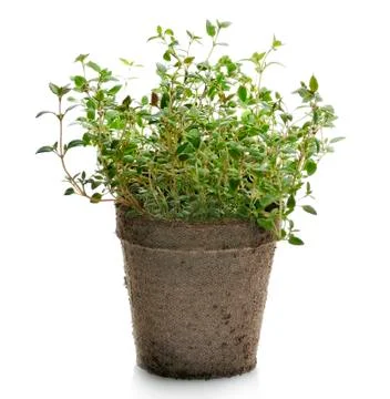 Thyme herb Stock Photos