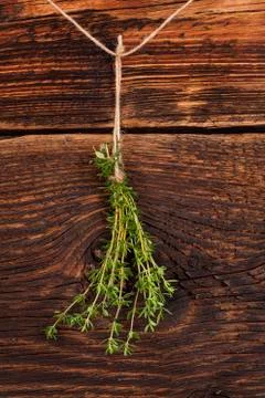 Thyme herb. Stock Photos