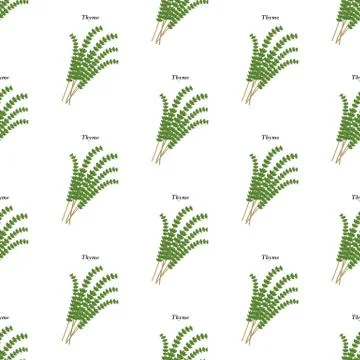 Thyme herb seamless pattern Illustrazione stock