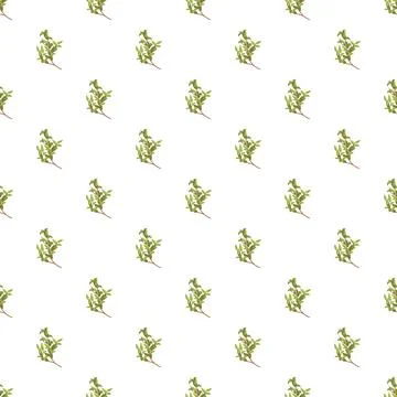 Thyme herb sprigs seamless pattern background 库存插图