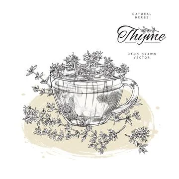 Thyme herbal tea poster template, hand drawn sketch vector illustration on white Stock Illustration