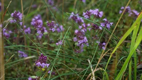 Thyme herbs Stock Footage 77733421