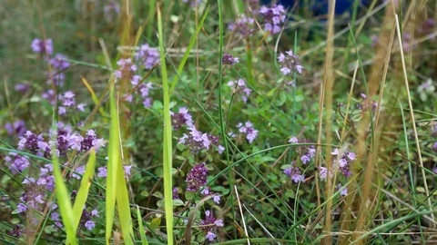 Thyme herbs Video stock 77733431