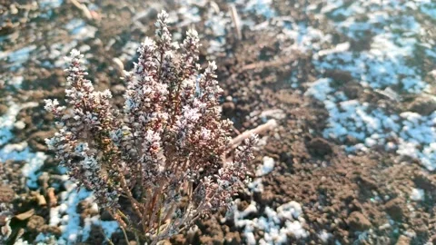 Thyme Herbs under snow in herbal rustic home garden. Winter thyme. Stock Footage 168294091