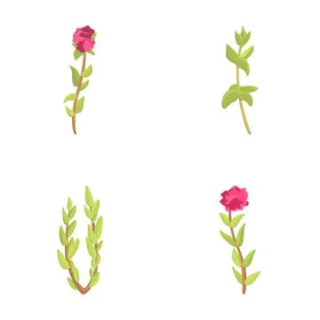 Thyme icons set cartoon vector. Thyme branch in bloom Stock Illustration