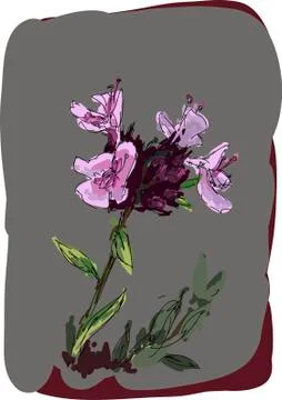 Thyme Stock-Illustration