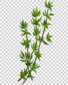 Thyme Stock Illustration