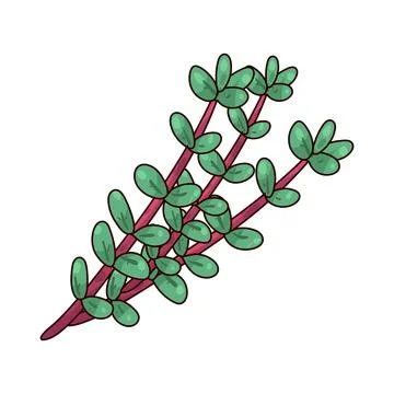 Thyme illustration Stock Illustration