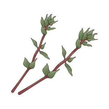 Thyme illustration Stock Illustration