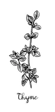 Thyme ink sketch. Stock Illustration