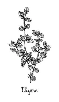 Thyme ink sketch. Stock Illustration