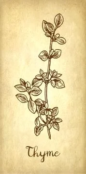 Thyme ink sketch Stock Illustration