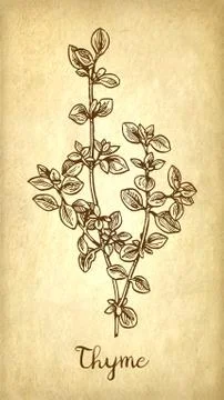 Thyme ink sketch Stock Illustration