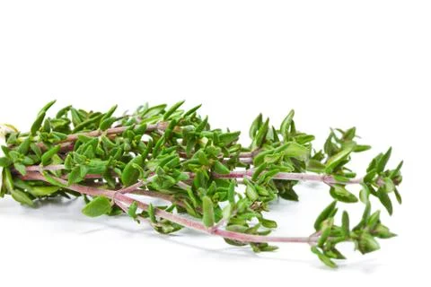 Thyme isolated Stock Photos