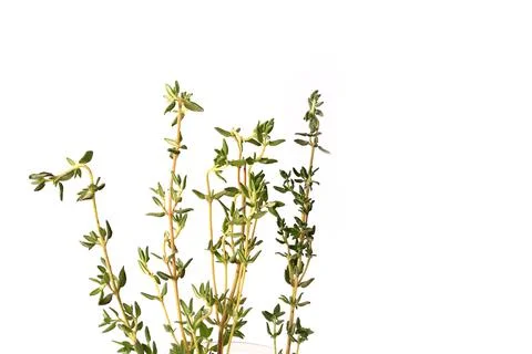 Thyme isolated on white background Stock Photos