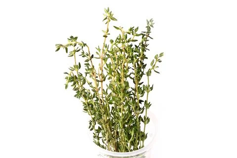Thyme isolated on white background Stock Photos