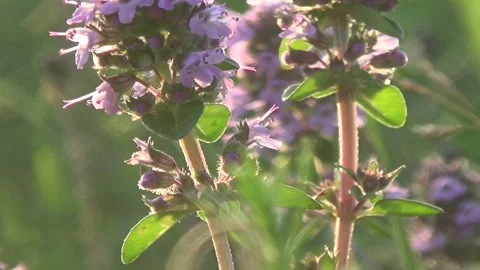 Thyme in a meadow, sun, grass Stock Footage 92570992