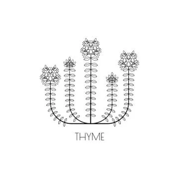 Thyme medicinal herb icon Stock Illustration