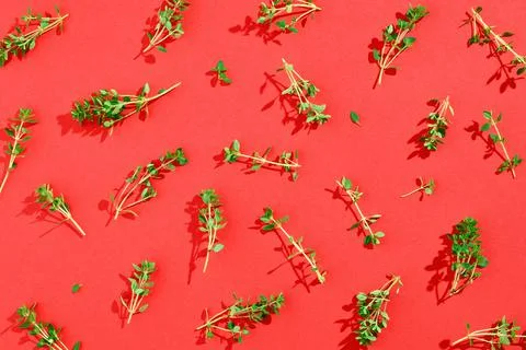 Thyme pattern on red background, from above, hard shadow Stock Photos